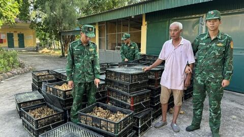 Lực lượng Biên phòng thu giữ gần 18.000 gà giống nhập lậu