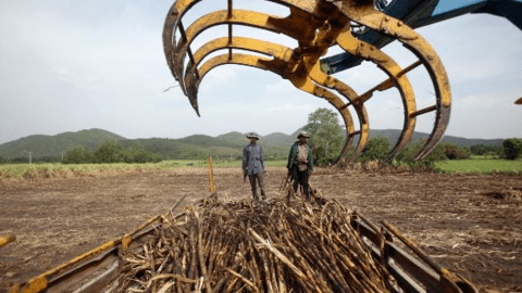 Nối gót Ấn Độ, một cường quốc nông sản khác bất ngờ kiểm soát xuất khẩu đường, là nhà cung cấp lớn thứ 2 thế giới