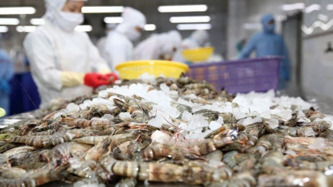 Doanh nghiệp tôm quy mô nghìn tỷ trên sàn chứng khoán sụt giảm 11% doanh số năm 2023