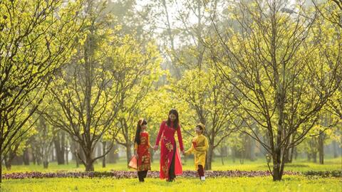 Hoàng mai xứ Huế