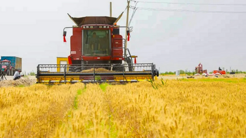 Trung Quốc thu hoạch lúa mì ngay trên sa mạc