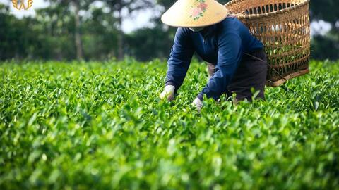 Trà Việt chất lượng cao - hành trình tạo nên túi trà WAO