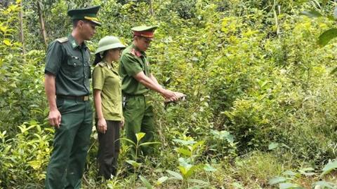 Rùa núi vàng quý hiếm bò vào nhà dân ở Quảng Trị