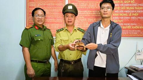 Phát hiện một cá thể thuộc loài cực kỳ nguy cấp trong Sách đỏ tại Đà Nẵng