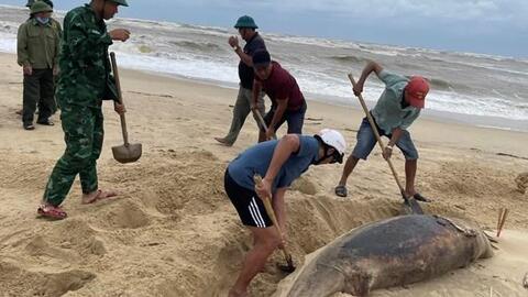 Cá heo nặng khoảng 150kg trôi dạt vào bờ biển