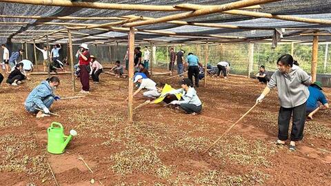 Điện Biên ươm hàng triệu cây cà phê giống để thực hiện mục tiêu 25.000ha