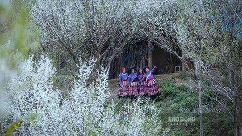 Hoa mận nở trắng trời, cao nguyên Bắc Hà vào mùa đẹp nhất năm