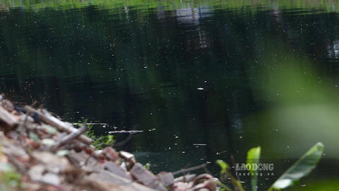 Ám ảnh mùi hôi không thể chịu nổi từ sông Nhuệ, sông Đáy ô nhiễm