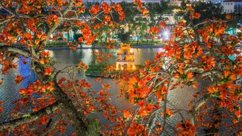 Mùa hoa gạo như thắp lửa từ phố thị đến làng quê ngoại ô Hà Nội