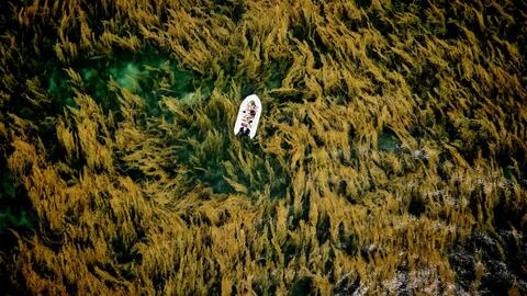 Khoảnh khắc trôi giữa mùa rong mơ Côn Đảo đoạt giải cuộc thi ảnh quốc tế