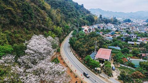 Mùa hoa ban phủ trắng núi rừng Mộc Châu