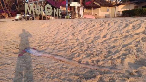 Liên tiếp phát hiện rùa biển, cá mái chèo dạt vào bờ biển Lâm Đồng