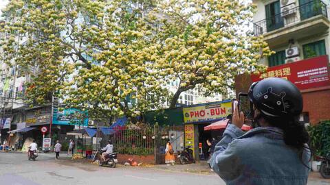 Cây hoa bún 300 năm tuổi ở Hà Nội vào mùa đẹp nhất năm