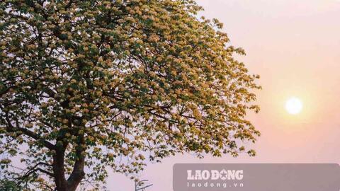 Cây hoa bún tựa mâm xôi khổng lồ giữa đồng lúa ở Hưng Yên