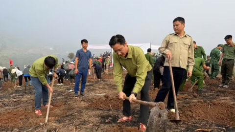 Điện Biên đồng loạt ra quân trồng 12.000ha mắc ca, cà phê