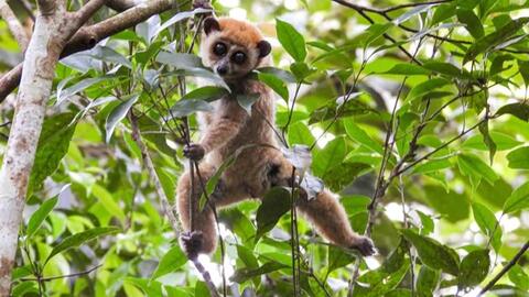 Vườn Quốc gia Kon Ka Kinh thả nhiều động vật nguy cấp, quý hiếm