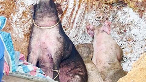 Dịch tả lợn châu Phi bùng phát tại Hà Tĩnh, phải tiêu hủy hơn 1.000 con lợn bệnh