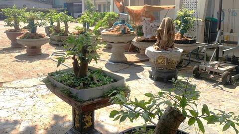 Nguyên nhân xử phạt, tịch thu 42 gốc mai vàng tại đặc khu Côn Đảo