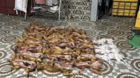 Đà Nẵng sẽ xử lý nghiêm cán bộ vi phạm trong hoạt động giết mổ