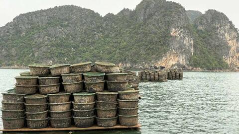 Hàng loạt vi phạm nuôi trồng thủy sản trái phép bị xử lý ở Quảng Ninh