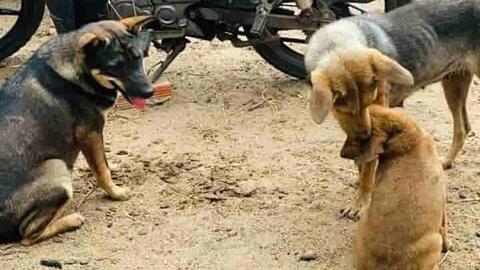 Nắng nóng, Gia Lai cảnh báo nguy cơ bệnh dại gia tăng