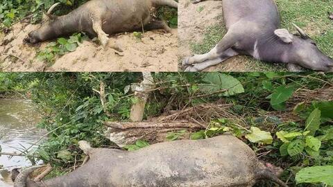 Gia súc chết với biểu hiện lạ, cơ quan chức năng kiểm tra