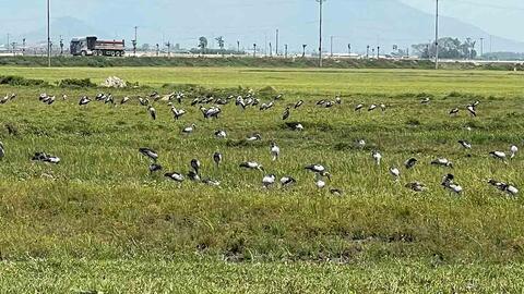 Đàn cò nhạn quý hiếm bỗng xuất hiện trên đồng ruộng ở Hà Tĩnh