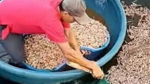 Công an vào cuộc vụ tôm chết hàng loạt ở Quảng Trị