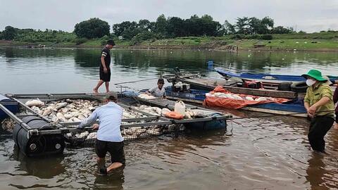 Hơn 100 tấn cá nuôi lồng bè trên hồ Trị An chết hàng loạt