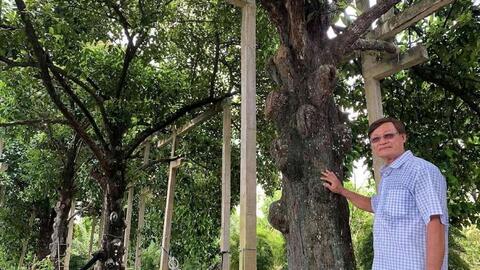 Tết Đoan Ngọ, xuôi sông Hậu về cồn ăn trái