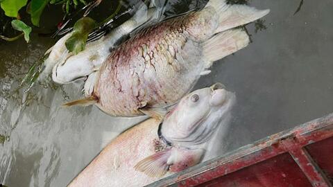 Cá chết hàng loạt trong lồng nuôi trên sông Lam