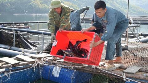 Nuôi cá lồng vùng lòng hồ Sơn La mở sinh kế, tạo việc làm bền vững