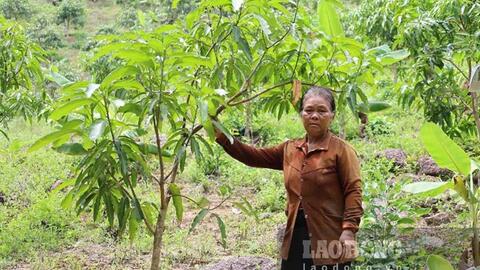 Lối mòn bị xóa, hàng chục hecta keo, xoài ở Khánh Hòa mắc kẹt trong khu sản xuất