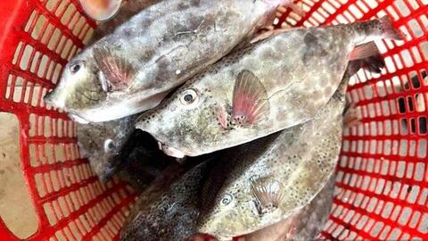 Chủ bè nổi bán cá bò hòm 2,9 triệu đồng/kg bị phạt hơn 20 triệu đồng