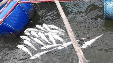 Cá chết hàng loạt ở Quảng Trị, người nuôi mất trắng