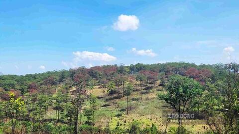 Vi phạm gia tăng, Lâm Đồng chỉ đạo xử lý nghiêm các vụ phá rừng