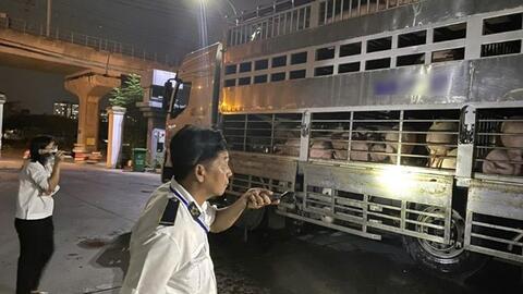 TPHCM: 35 tấn heo dương tính chất cấm, có 80 con còn nhiễm dịch tả