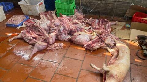 Phát hiện gần 1 tấn thịt lợn nghi nhiễm dịch tả lợn châu Phi ở Hưng Yên