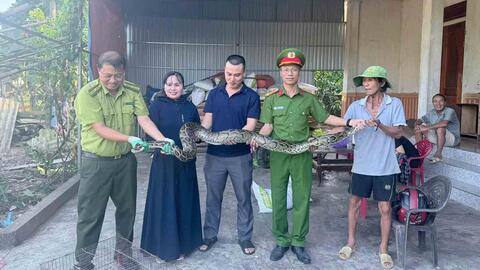 Người dân giao nộp cá thể trăn đất nặng 13kg