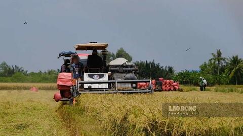 Lao động nông nghiệp khó chuyển nghề dù nhiều việc làm