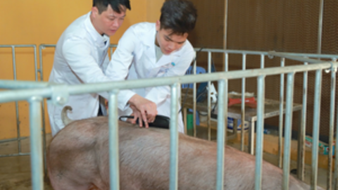 Chuyển đổi chăn nuôi bền vững không chỉ tăng năng suất