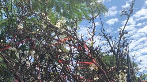 Hoa mận, hoa lê nở sớm, khắp chợ ngập tràn màu trắng tinh khôi đón Tết 2022