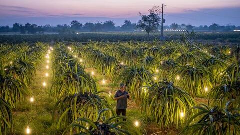 NY Times nói về nỗi buồn nông dân Việt