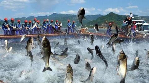 Thuỷ sản Mê Kong (AAM) thành công chuyển lỗ sang có lãi trong quý 1/2022