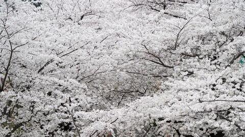 Mùa anh đào rợp trời ở Nhật Bản trong ống kính người Việt