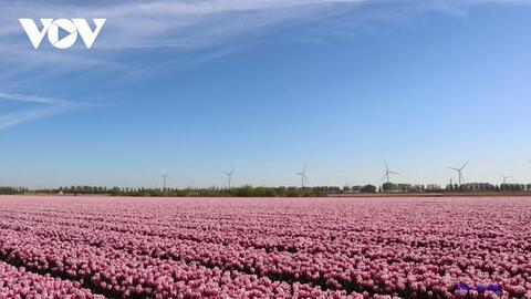 Đẹp ngỡ ngàng những cánh đồng tulip ở Hà Lan