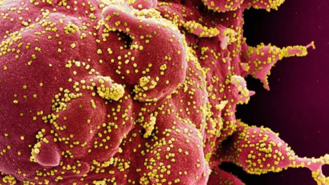 Biến thể mới của Omicron có khả năng ‘phá rào’ miễn dịch mạnh chưa từng thấy