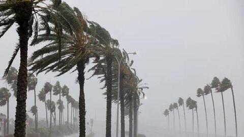 Bí mật của loài cây được thiên nhiên ban tặng sức mạnh để chống chọi với các trận cuồng phong