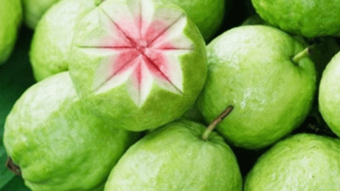 Ổi nhiều vitamin C, ăn rất tốt, nhưng ăn kiểu này thành ‘cực kỳ độc hại’