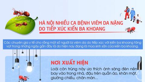 Hà Nội: Nhiều ca bệnh viêm da nặng do tiếp xúc với kiến ba khoang